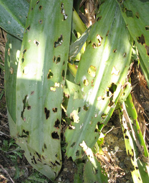 Pépinière Palmaris Beschoneria yuccoides 