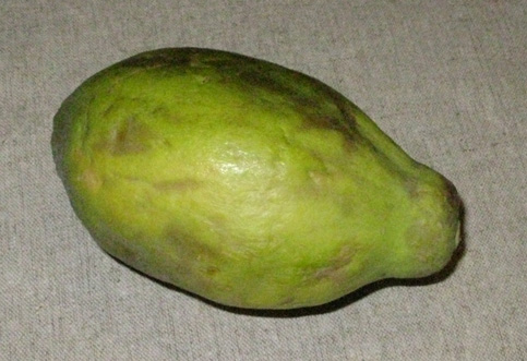 Pépinière Palmaris Carica papaya Papayer