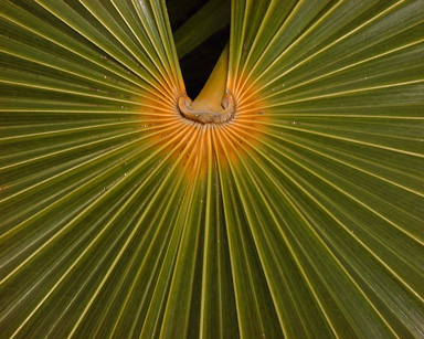 Pépinière Palmaris Coccothrinax barbadensis