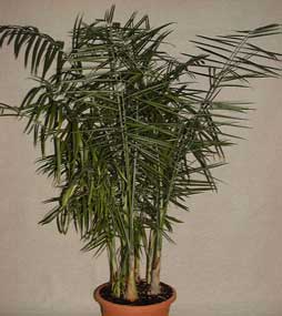 Pépinière Palmaris Chamaedorea glaucifolia
