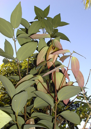 Pépinière Palmaris Cinnamomum aromaticum