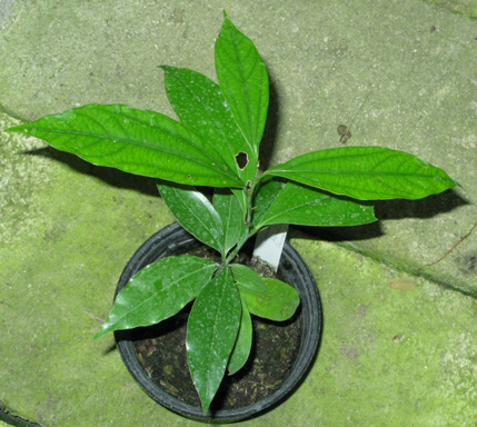 Pépinière Palmaris Cinnamomum aromaticum