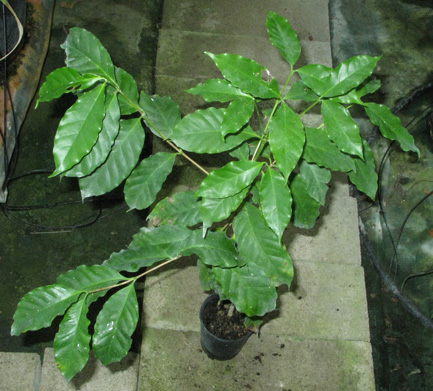 Pépinière Palmaris Coffea arabica
