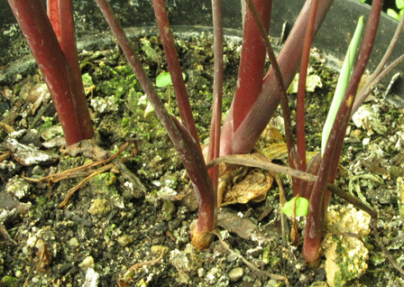 Pépinière Palmaris Colocasia esculenta Black magic