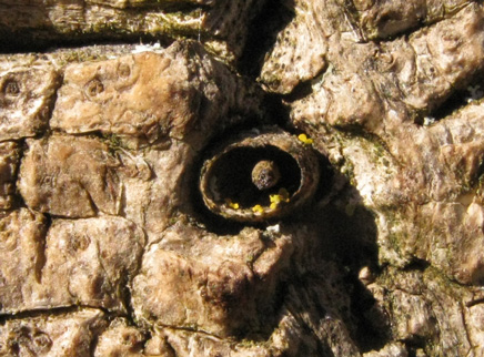 Pépinière Palmaris Cordyline australis