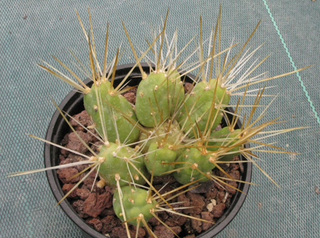 Pépinière Palmaris Cumulopuntia boliviana ignescens