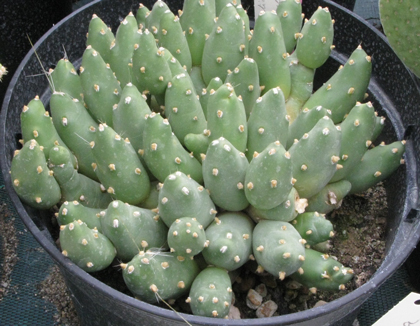 Pépinière Palmaris Cumulopuntia boliviana inermis