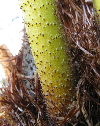 Pépinière Palmaris Cyathea australis
