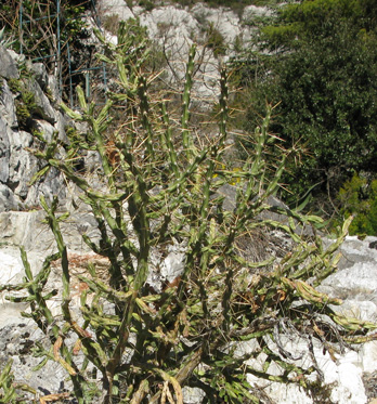 Pépinière Palmaris Cylindropuntia kleiniae