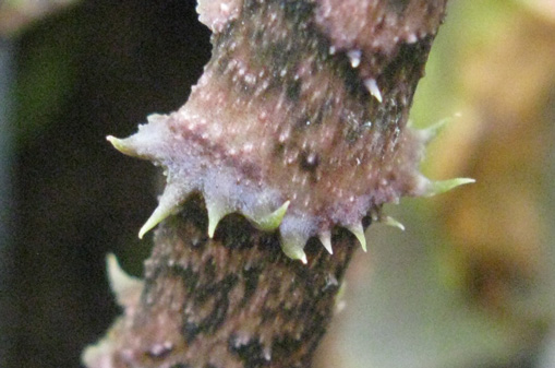 Pépinière Palmaris Cyrtosperma johnstonii