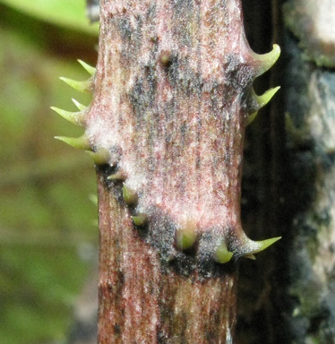 Pépinière Palmaris Cyrtosperma johnstonii