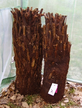 Pépinière Palmaris Dicksonia antarctica