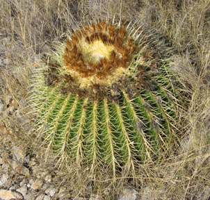 Pépinière Palmaris Echinocactus grusonii