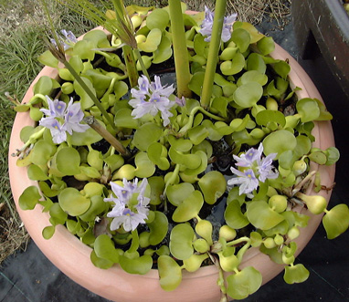 Pépinière Palmaris Eichhornia crassipes