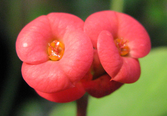 Pépinière Palmaris Euphorbia milii