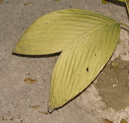 Chamaedorea ernesti-augusti feuille bifide