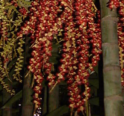 Fruits de Ptychosperma macarthurii