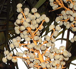 Fruits de Trachycarpus fortunei