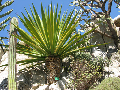 Pépinière Palmaris Furcrea selloa marginata Monaco