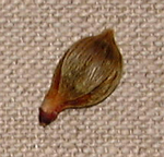 Graine de Ptychosperma macarthurii
