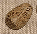 Graine de Wettinia mainensis