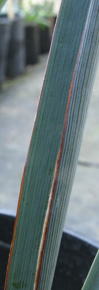 Pépinière Palmaris Hesperaloe funifera