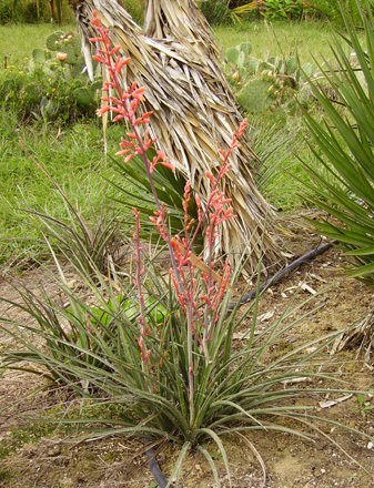 Pépinière Palmaris Hesperaloe parviflora