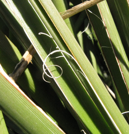 Pépinière Palmaris Hesperaloe parviflora