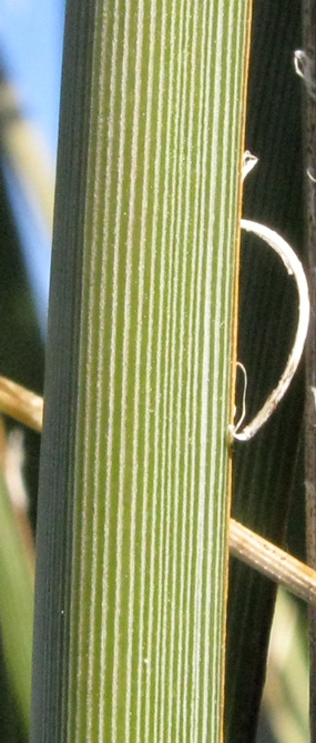 Pépinière Palmaris Hesperaloe parviflora 