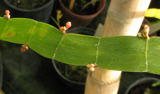Pépinière Palmaris Homalocladium platycladum