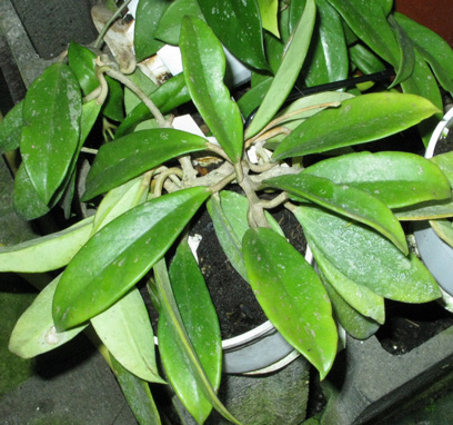 Pépinière Palmaris Hoya purpureofusca
