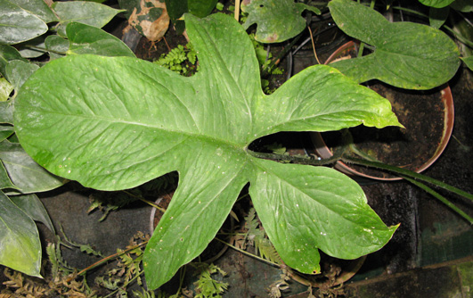 Pépinière Palmaris Lasia spinosa