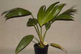 Pépinière Palmaris Livistona rotundifolia