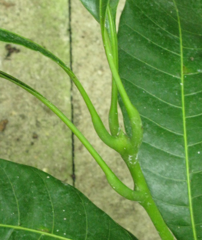 Pépinière Palmaris Mangifera indica