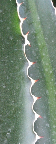 Marge d'Agave angustiarum
