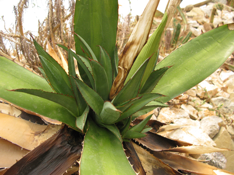 Oeilletons exceptionnels sur Agave ghiesbreghtii