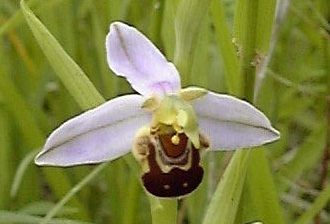 Pépinière Palmaris Orchis apifera