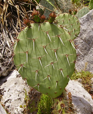 Pépinière Palmaris Opuntia phaeacantha mojavensis