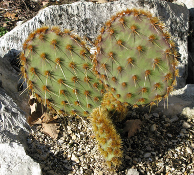 Pépinière Palmaris Opuntia aciculata orbiculata
