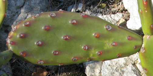 Pépinière Palmaris Opuntia anacantha