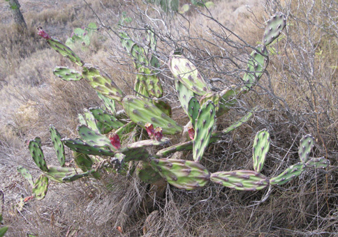 Pépinière Palmaris opuntia argentina  