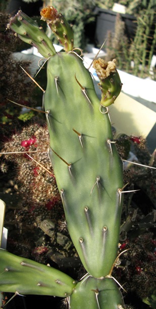Pépinière Palmaris opuntia bispinosa 