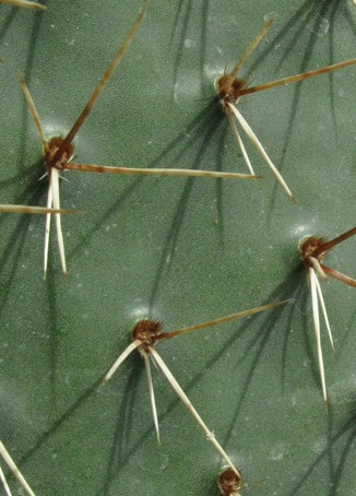 Pépinière Palmaris Opuntia sandiana
