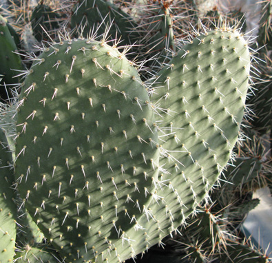Pépinière Palmaris Opuntia durangensis 