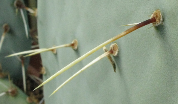 Pépinière Palmaris Opuntia engelmannii