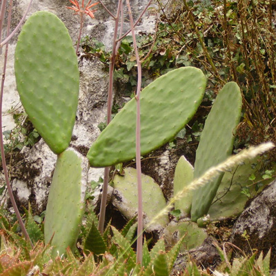 Pépinière Palmaris Opuntia ficus-indica