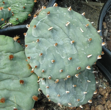 Pépinière Palmaris Opuntia humifusa