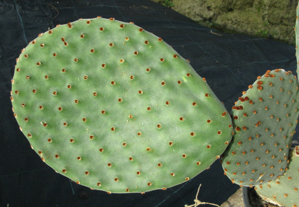 Pépinière Palmaris Opuntia macrocalyx