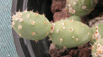 Pépinière Palmaris Opuntia minor