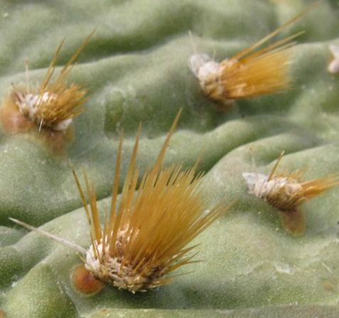 Pépinière Palmaris Opuntia phaeacantha camanchica